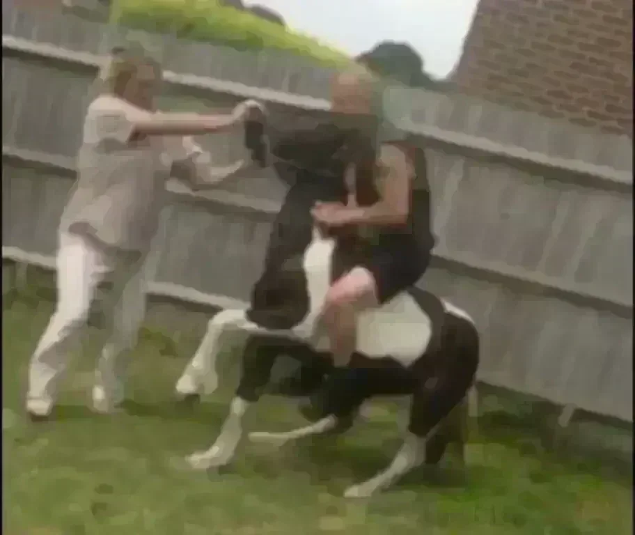 Horse Abuse Captured On Video Leads To Horse Being Taken By Authorities