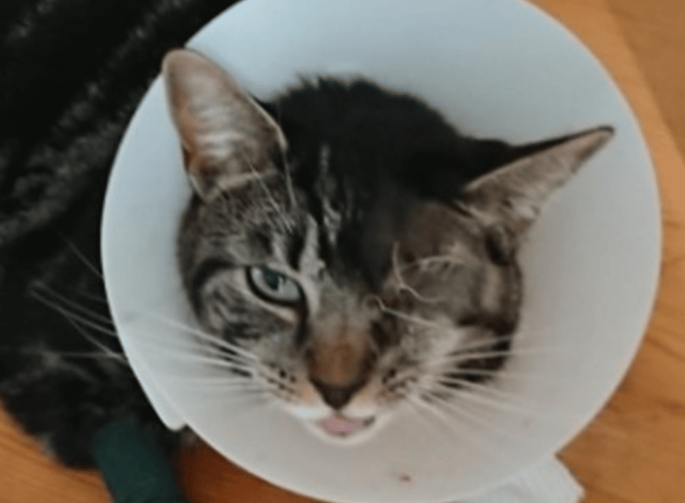 Officers Are Appealing For Information After A Cat Was Shot In The Head With A Pellet Gun In Stoke-on-trent, Causing Brain Damage And Necessitating The Removal Of One Of Its Eyes