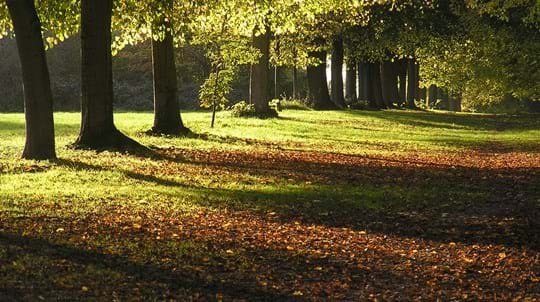 Police In Hampshire Are Appealing For Witnesses Following An Initial Hare Coursing Incident, However The Dog Then Got Into A Field Which Proceeded To Kill A Lamb And Injury Another Ewe