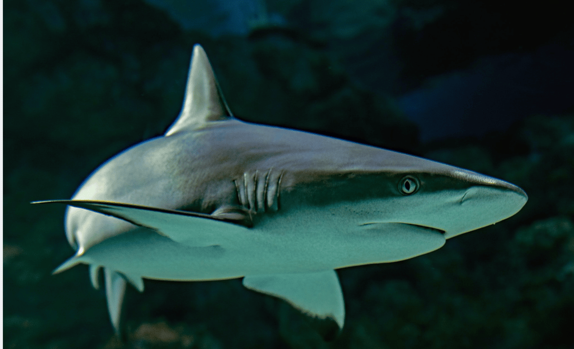 President Joe Biden Has Signed The Last Of Five Animal Protection Measures Into Law In The Year-end Spending Bill To Fund The Federal Government For Fy2023