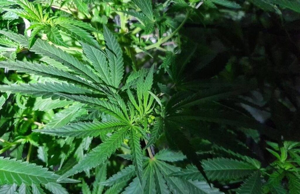 Littlehampton Cannabis Factory Raided After Tip-off