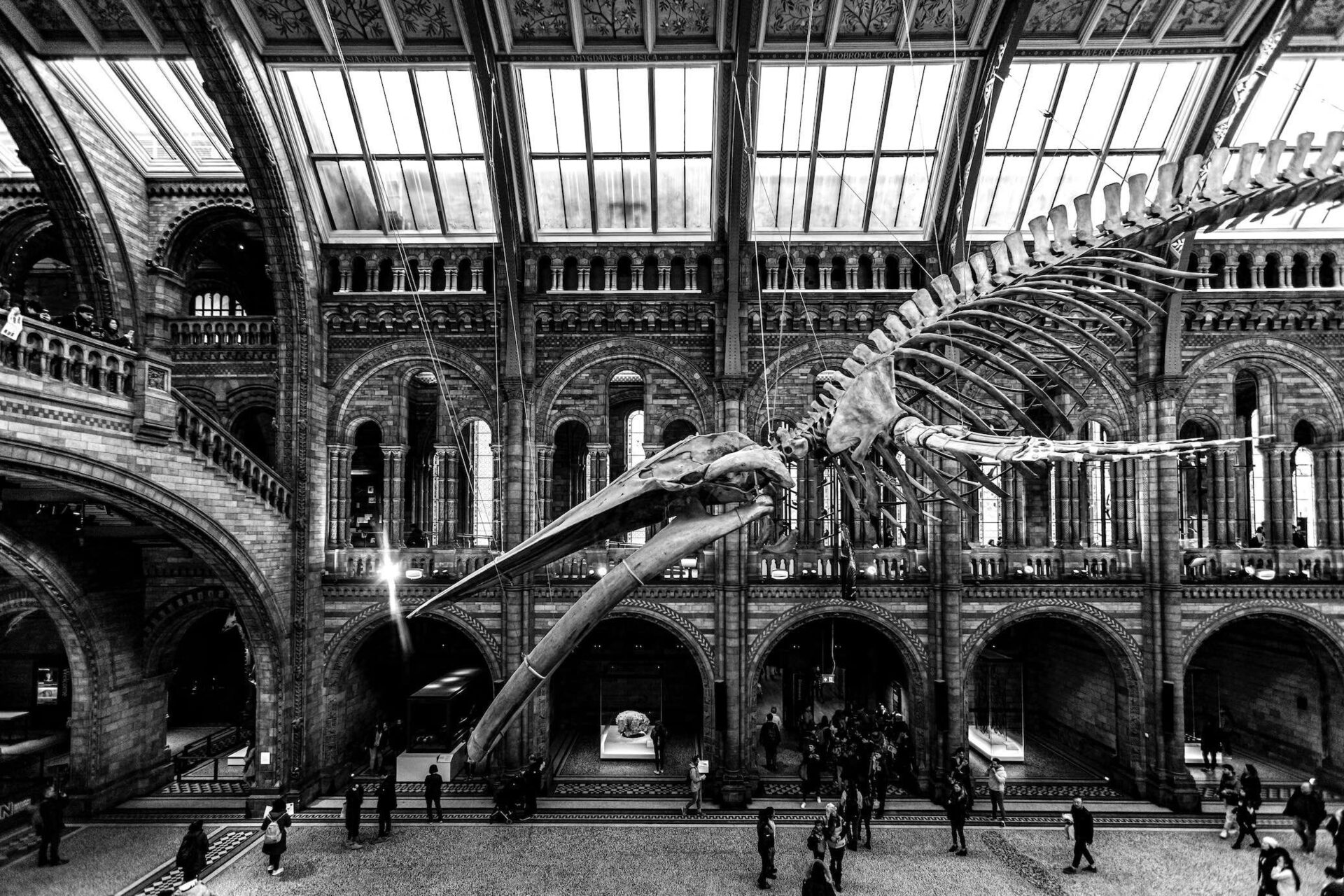 London’s Natural History Museum To Get Income Boost From Colossal New Exhibit In 2023