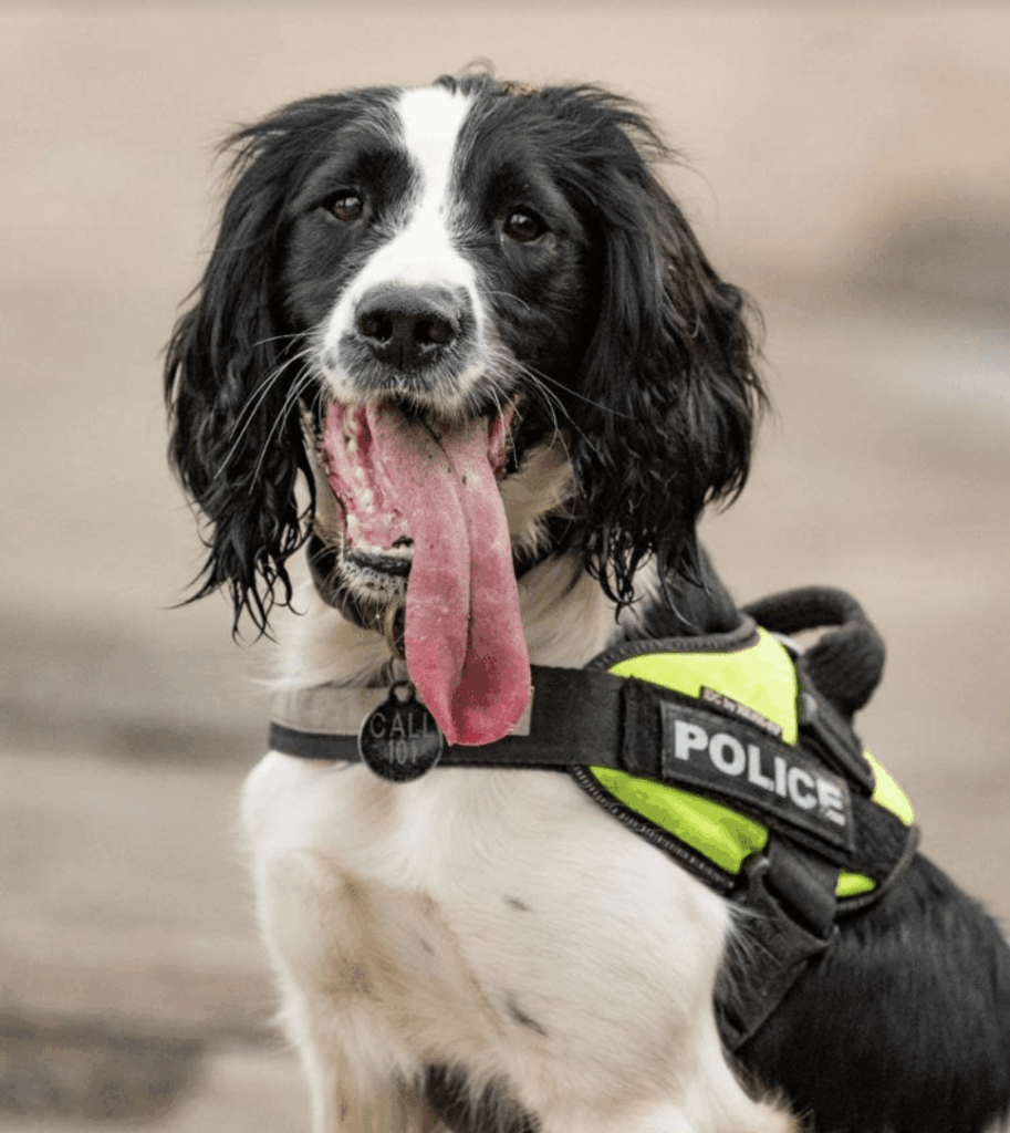 Thieves Have Been Sent To Prison After Carrying Out A Robbery In Folkestone