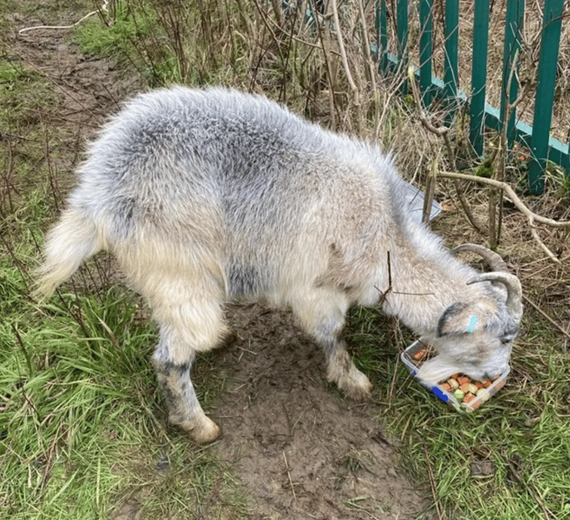 Firefighters rescued a goat that was stranded around 35-metres high on a cliff edge on Godstone Road in Kenley â€“ (ID 549268)