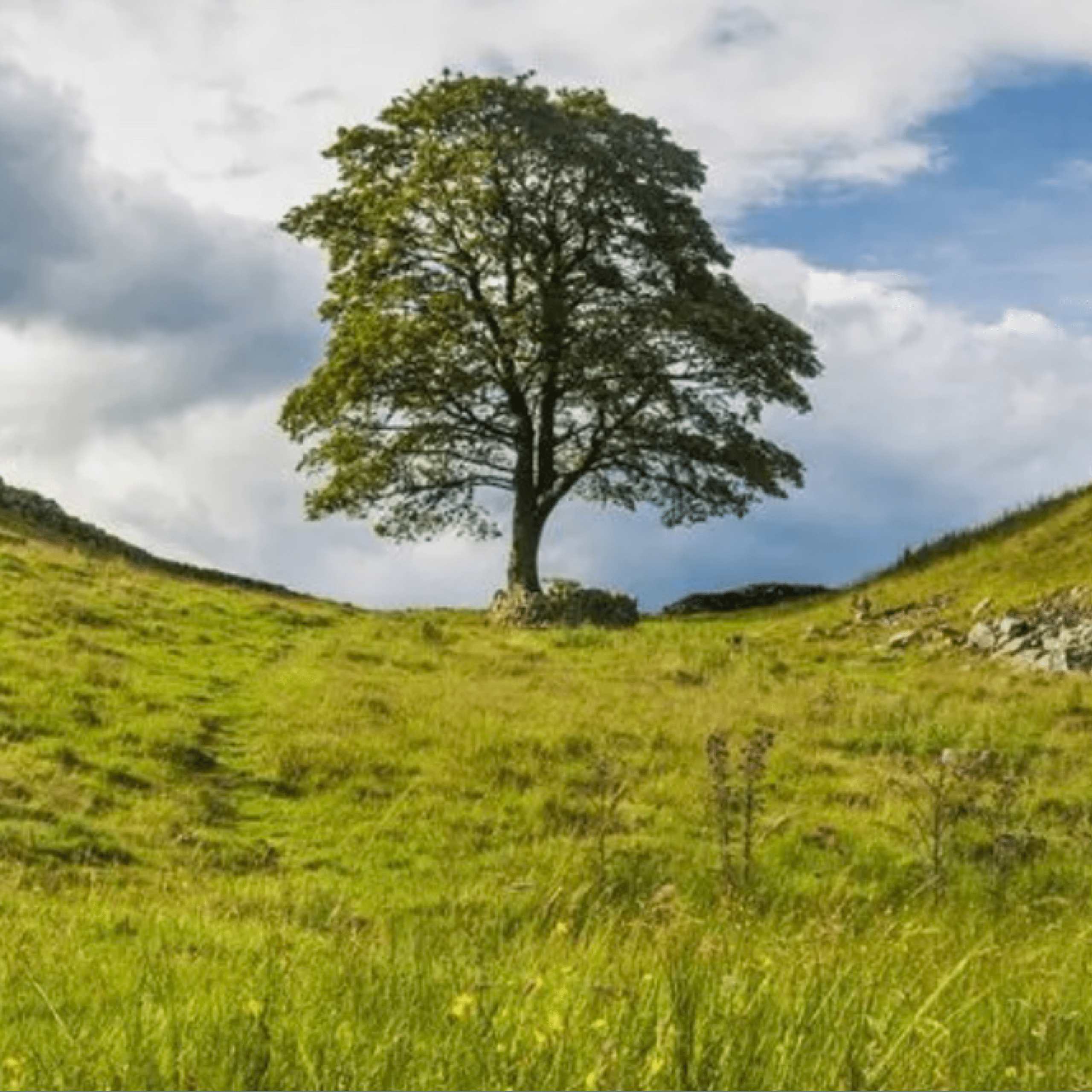 Teen Arrested After Iconic Tree From “robin Hood” Film Cut Down