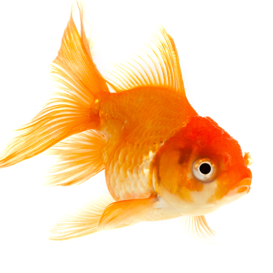Redcar And Cleveland Council Takes Stand Against Live Goldfish Giveaways