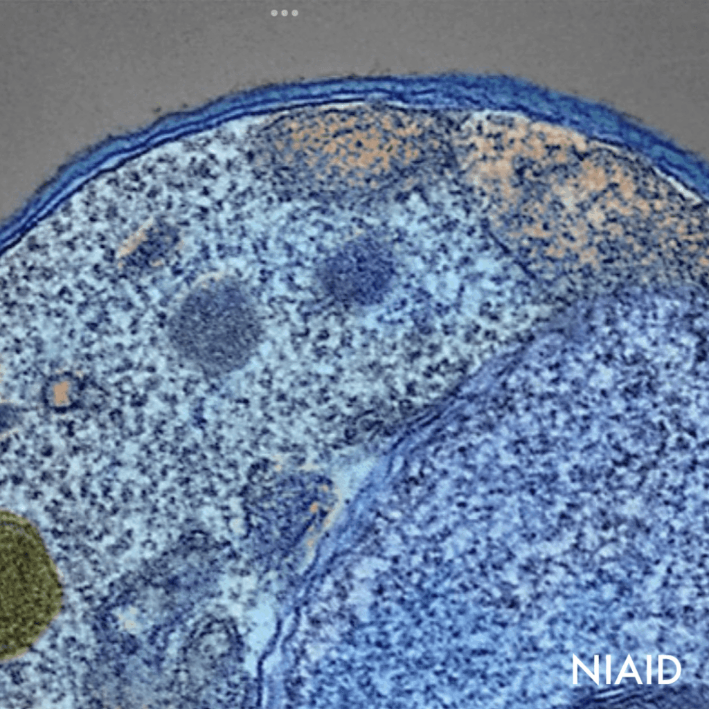 Who Recommends New Malaria Vaccine Offering Cost-effective Solution