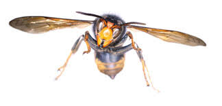 Warning Of Possible Asian Hornet Invasion In The Uk