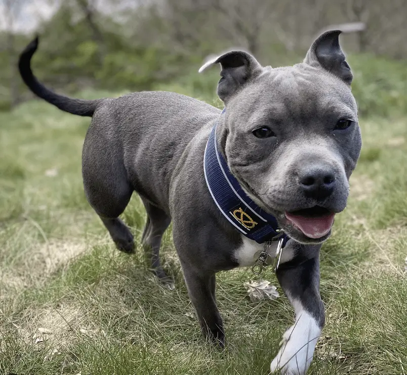 Shocking Rotherham Dog Attack Sparks Renewed Call for Tougher Pet Ownership Standards – UKNIP