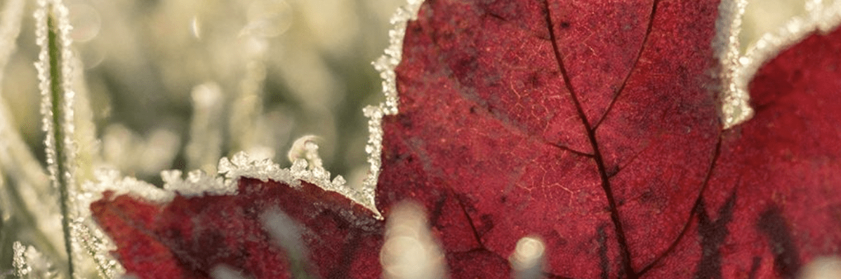 There Is The Chance Of Widespread Overnight Frosts For Much Of The Uk In The Coming Days And A Risk Of Snow To Northern Scotland And Parts Of Northeast England.