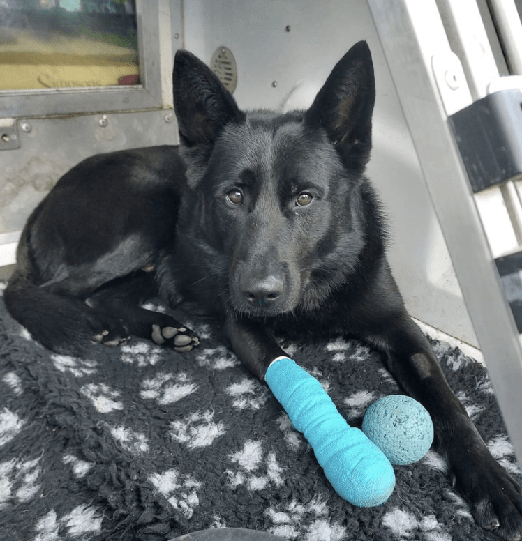 Police Dog Cato Injured During Operation, Finds Hidden Machete In Leicester
