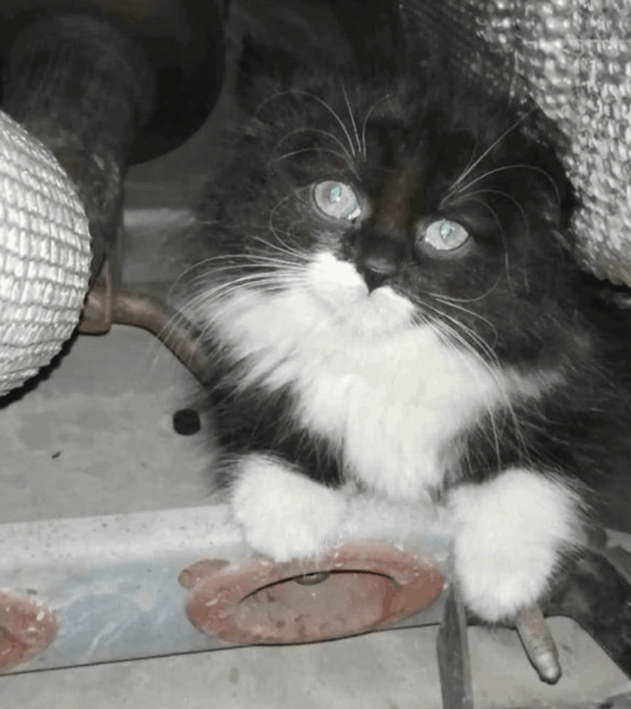 Feral Kitten Rescued After Five-hour Engine Ordeal