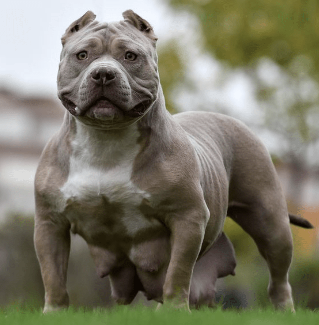 UK Government Announces Ban on XL Bully Dogs