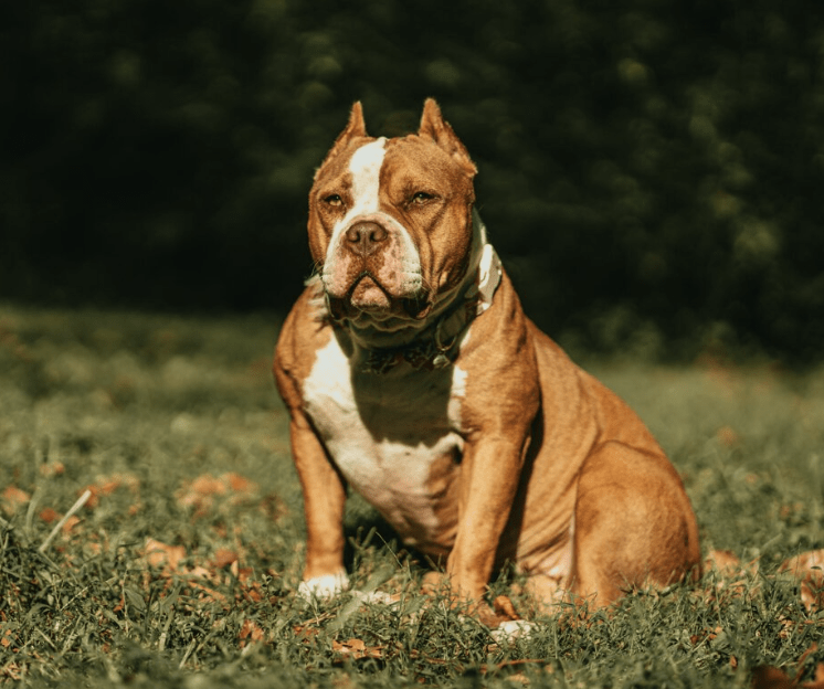 Metropolitan Police Account for Over a Fifth of Dogs ‘Destroyed’ Since 2020