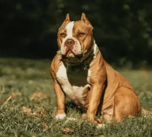 New Law Requires American Bully XL Dogs to Be Leashed and Muzzled in Public