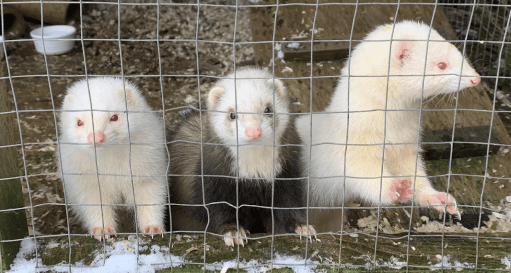 Officers are seeking information after nine ferrets were stolen from an address near Westerham