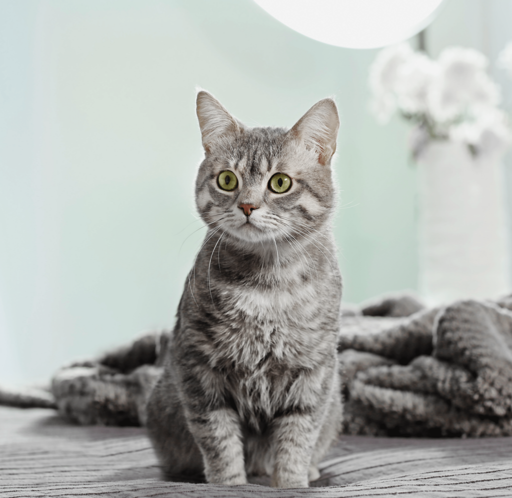 Exciting £5,000 Pet Rescue Grant to Tackle UK’s Illegal Pet Trade