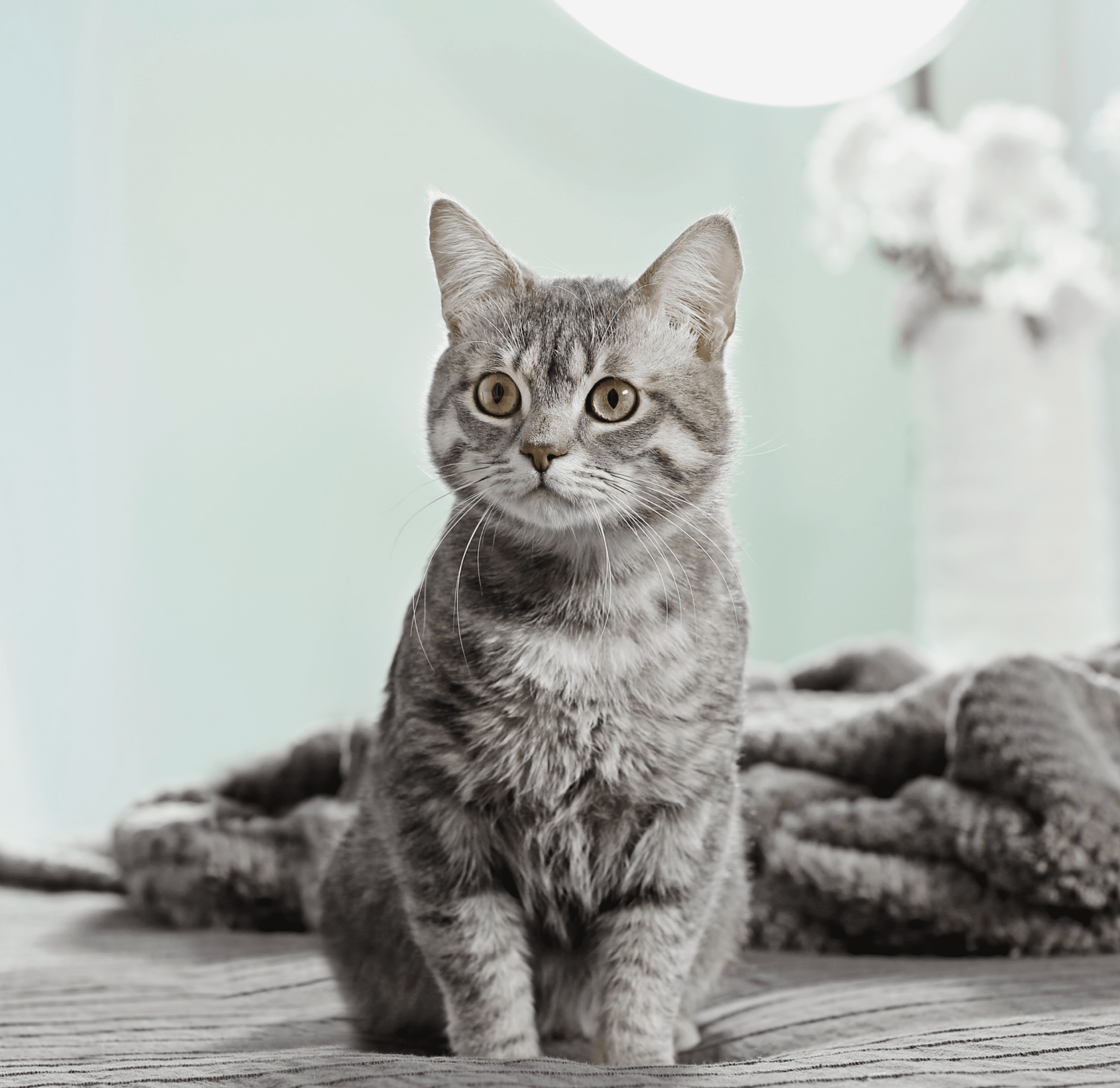 Exciting £5,000 Pet Rescue Grant to Tackle UK’s Illegal Pet Trade