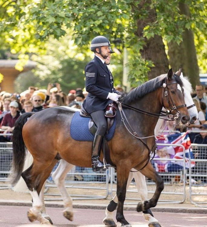 Owner of Dog That Attacked Police Horse Fined Over £1,600