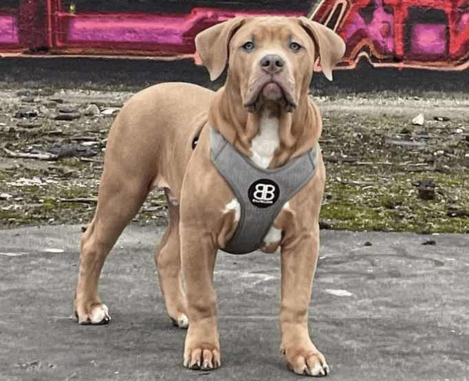 Unlicensed XL Bully Dogs to Be Banned in Scotland, Humza Yousaf Confirms