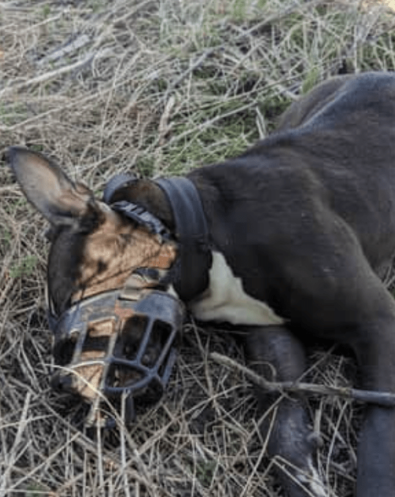 RSPCA Investigates Muzzled XL Bully’s Death in Sheffield