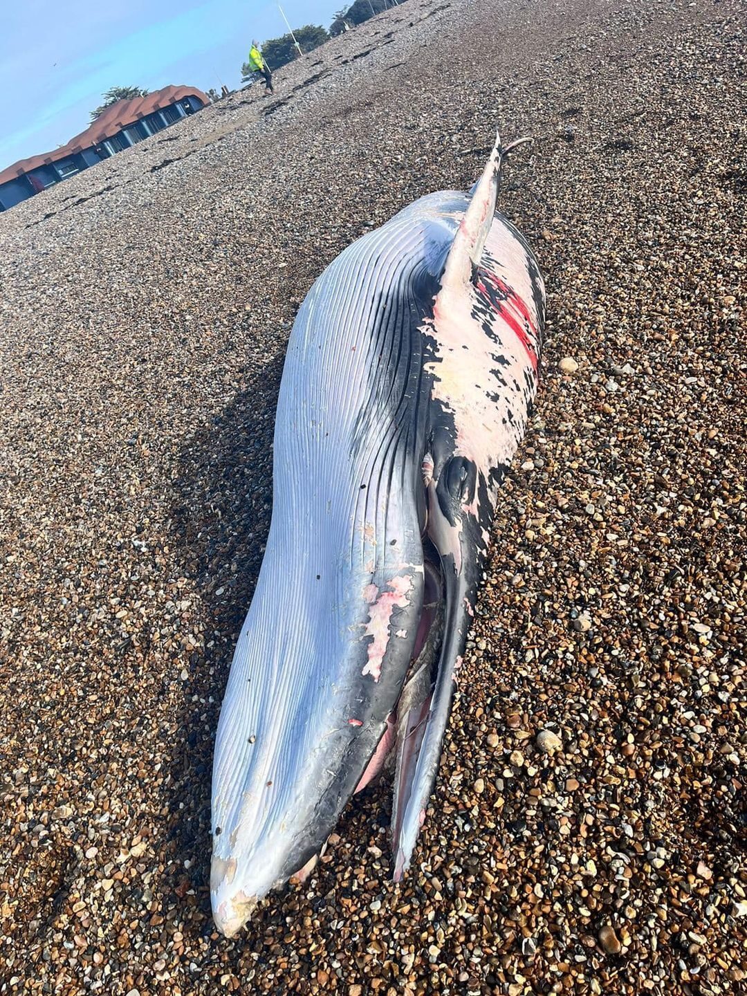 “Show this creature the respect it deserves” council urges after whale found washed up on beach
