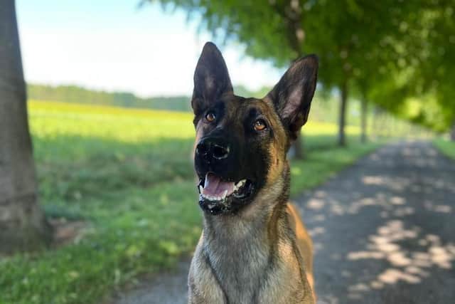 Teen Detained for Kicking Police Dog in Yorkshire in Landmark Prosecution