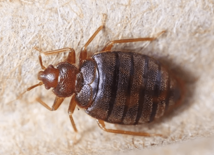 Bed Bug Infestation Forces Canary Wharf Office Closure, Staff Advised to Work from Home