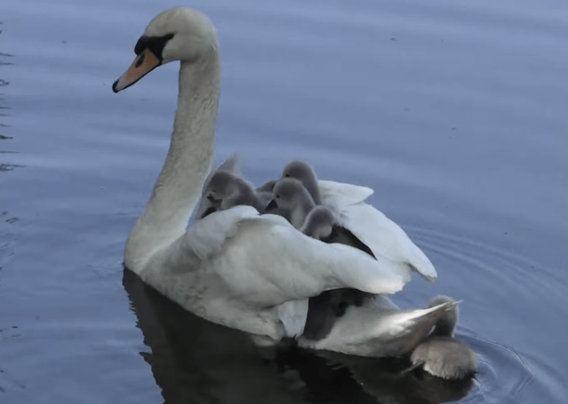 Urgent Appeal for Information on Swan’s Tragic Death in Canterbury