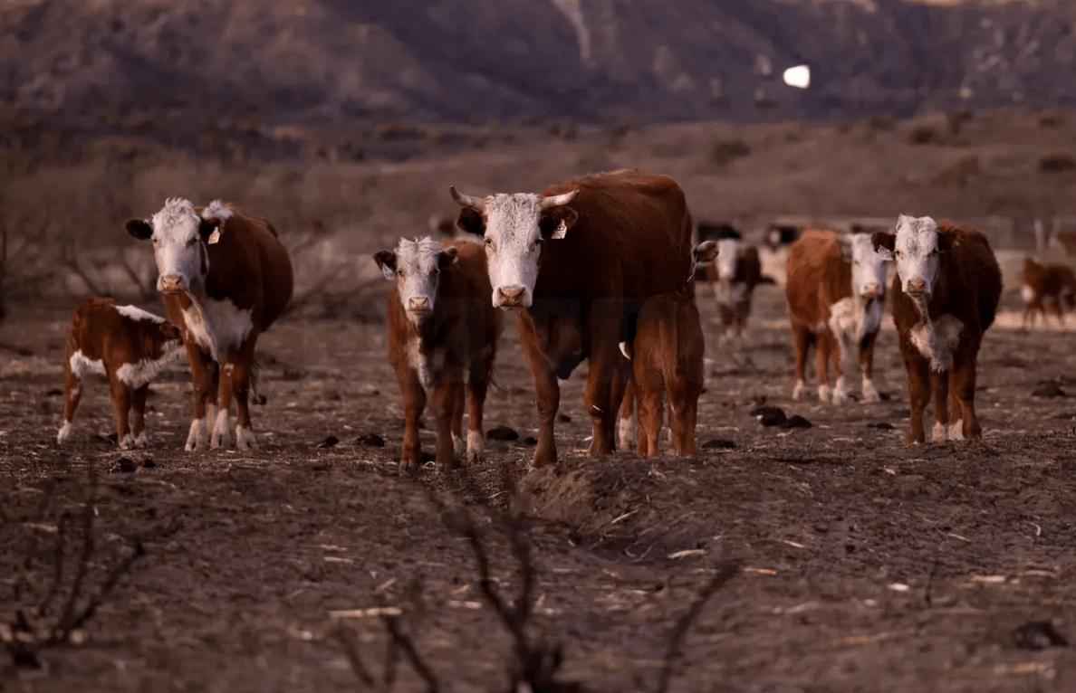 First Human Case of Bird Flu Detected After Contact with Infected Dairy Cattle