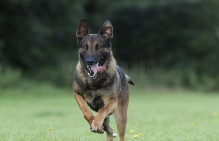 Knife attacker dragged off scooter by police dog