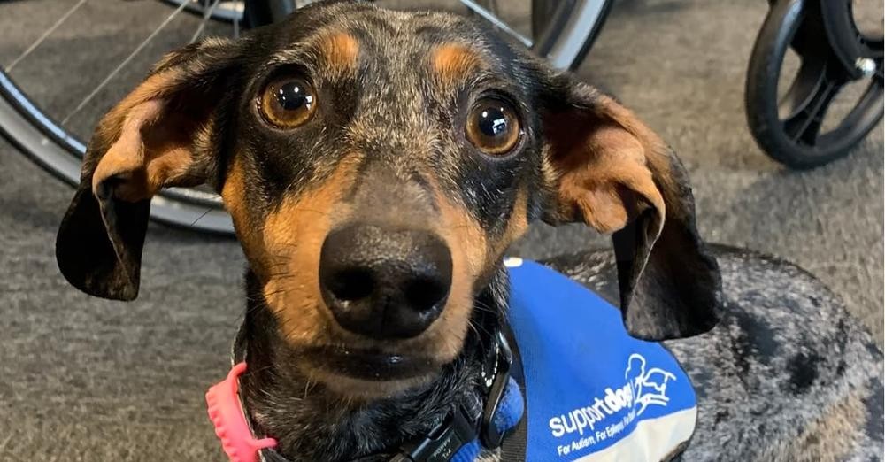 Sheffield-Trained Sausage Dog Becomes Life-Changing Assistance Companion