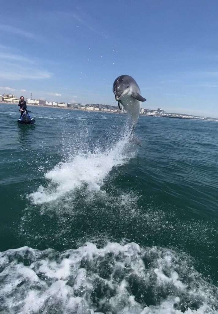 Dolphins Play with Seadoo Riders in Brighton
