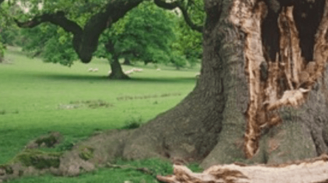 Acorns from Ancient Oak Trees Used to Expand National Nature Reserve