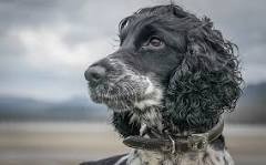 Information is sought by officers investigating an incident that led to the death of some sheep near Gravesend