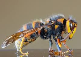 Warning Issued as Asian Hornets Spotted Multiple Times in the Past Week
