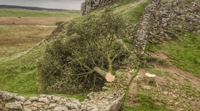 Second Defendant Denies Charges in Sycamore Gap Tree Case