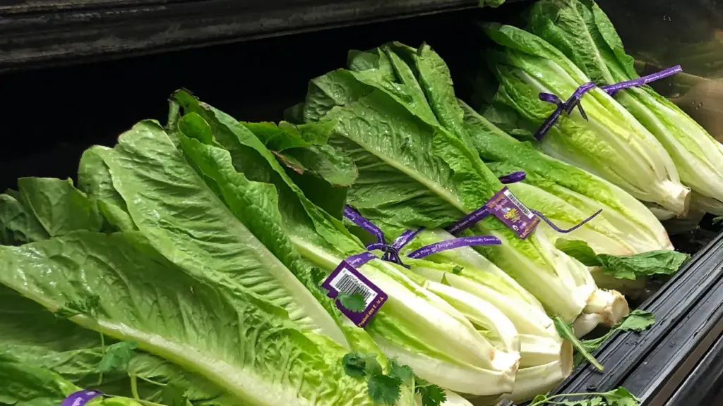 E. Coli Outbreak Linked to Contaminated Lettuce, Over 200 Affected