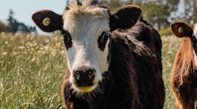 Home Secretary and RSPCA Demands Urgent Explanation After Police Car Hits Loose Cow Twice