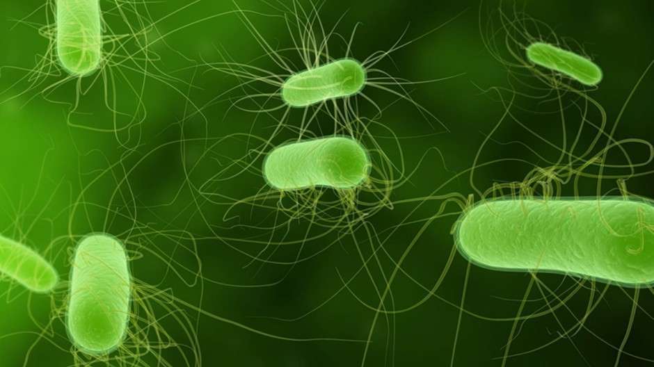 One Person Dies Due to E Coli Outbreak
