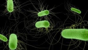 UK E. coli Outbreak: 37 Hospitalised, Nationwide Investigation Underway