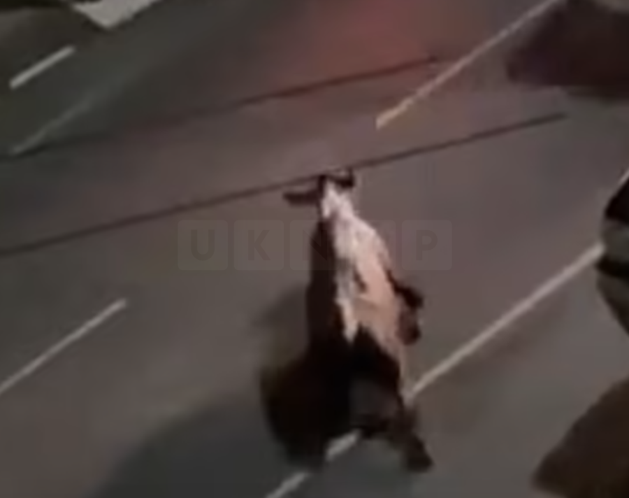 Home Secretary Demands Urgent Explanation After Police Car Deliberately Hits Cow