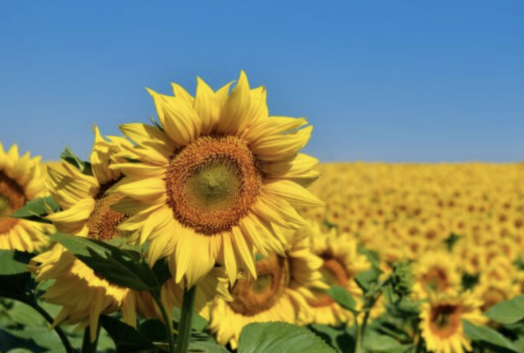UK Set for More Hot Weather as Met Office Forecasts Highs of 26C and 27C