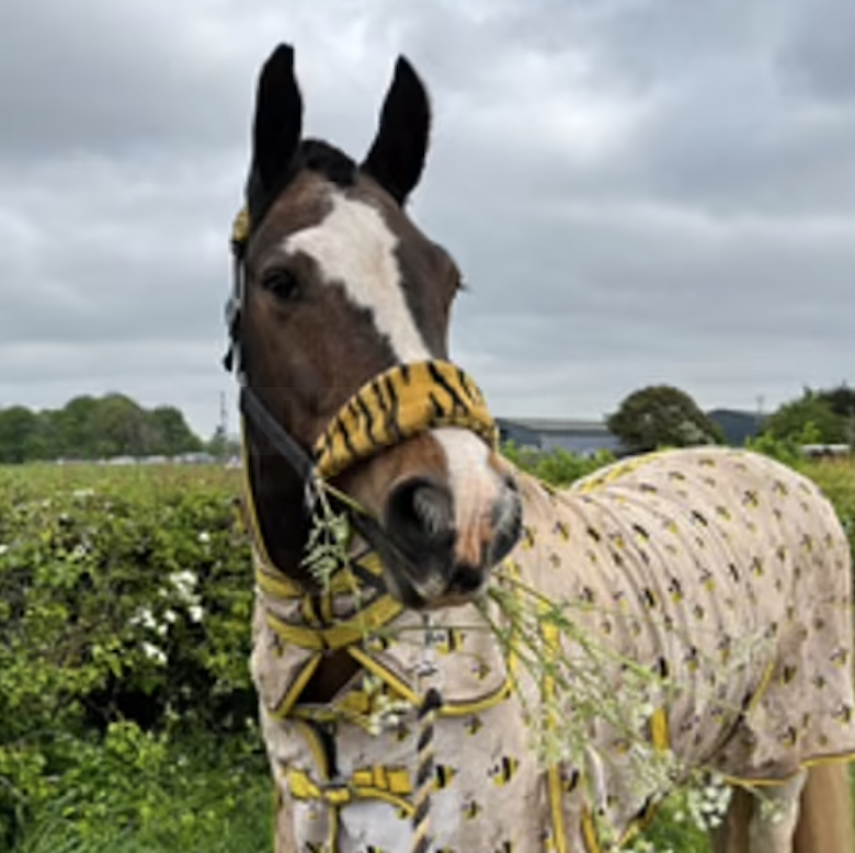 Investigation Underway in Nottinghamshire After Horrific Killing of Horse Named Alfie