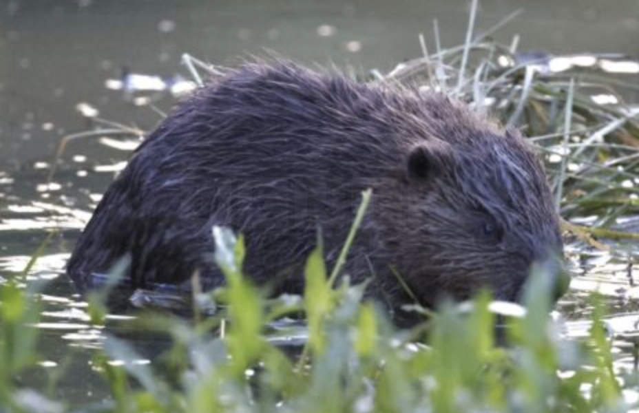 Baby beavers born in London for first time in 400 years, conservationists say