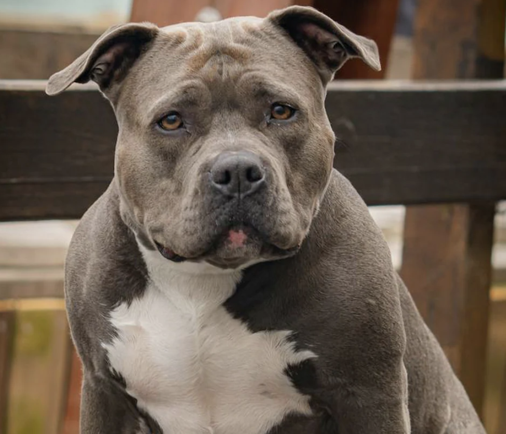 Dog Attack Incident on Waltham Way Prompts Heavy Police Presence