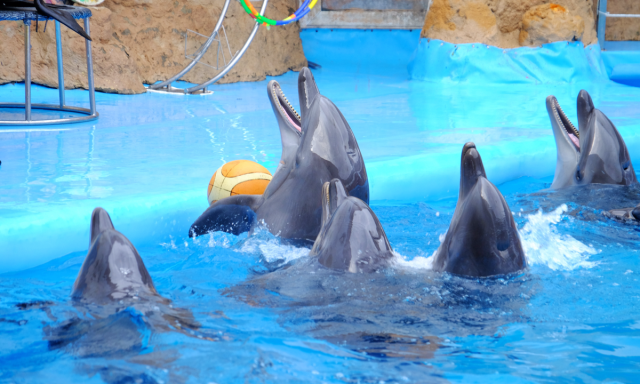 TUI Group Under Fire: Celebrities and Animal Rights Advocates Demand End to Captive Dolphin Entertainment