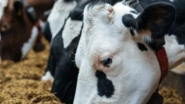 UK Permits Use of Unauthorised Bluetongue Vaccines Amid Outbreak