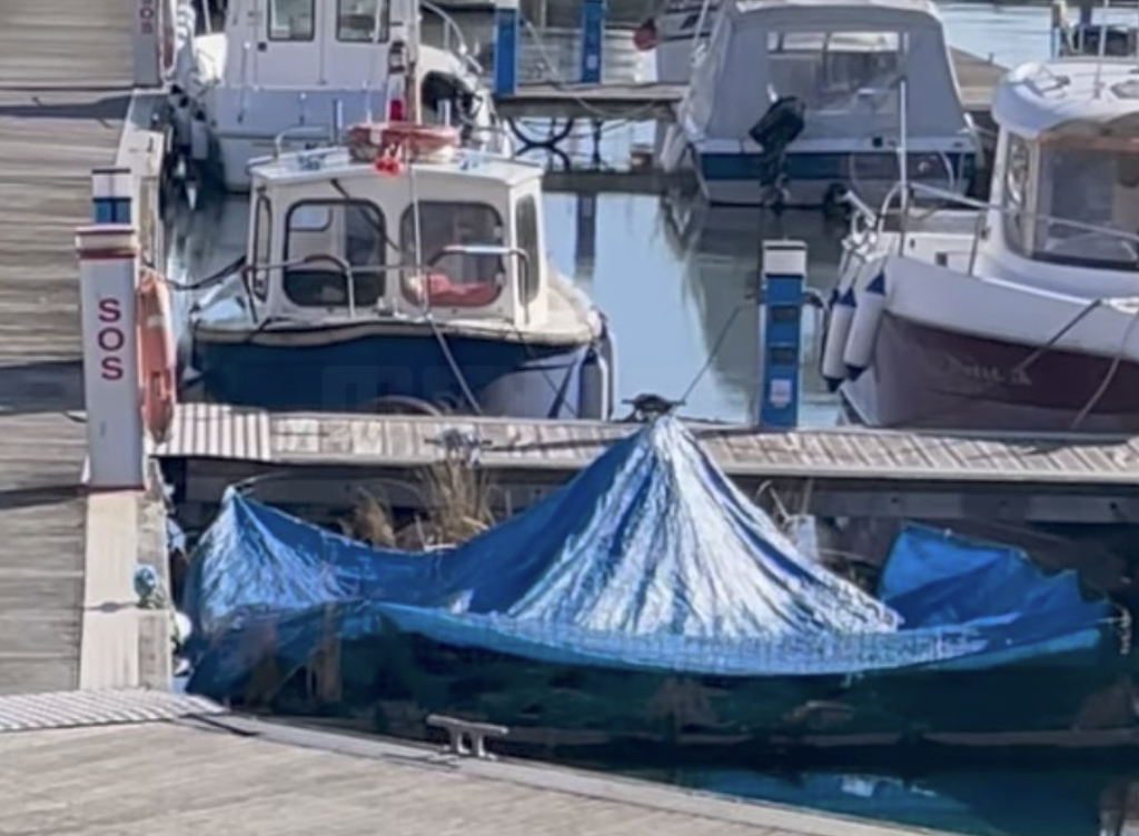 Swan Nest Incident at Sunderland Marina Sparks Outrage and Swift Police Action