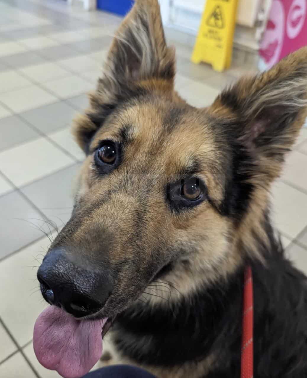 Man Receives Lifetime Ban on Keeping Animals